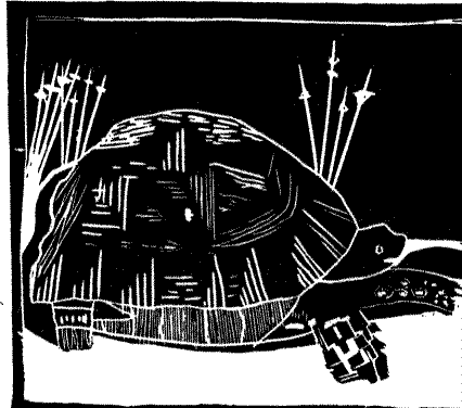 tortoise facing right